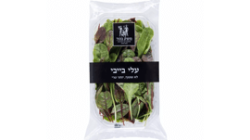 עלי בייבי